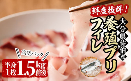 養殖 ブリフィーレ (1.5kg前後・半身1枚) 大分県産 国産 ブリ ぶりフィーレ 鰤フィレ 養殖ブリ 新鮮 刺身 しゃぶしゃぶ 照り焼き 鰤かま 冷蔵 大分県 佐伯市 【AL94】【さいきりーふ】