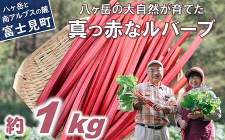 【2026年先行予約 6月より順次発送】赤いルバーブ・フレッシュ 約1kg ※配送不可地域あり 野菜 ルバーブ 西洋野菜 食物繊維 カリウム カルシウム ビタミンC アントシアニン かぼちゃん農園 お届け：2026年6月頃～11月初旬