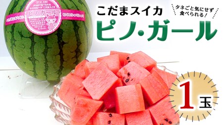 こだまスイカ ピノ・ガール（１玉） 【2026年5月中旬より発送開始】  [BC029sa]