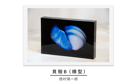 zushi art gallery西村陽一郎写真作品　アクリルブロック「貝殻B（横型）」