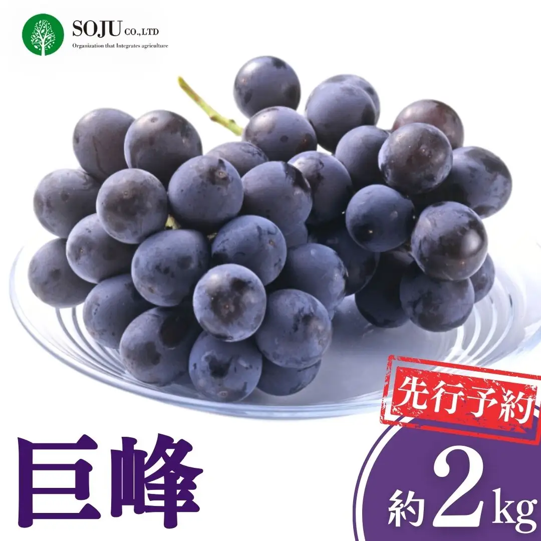 先行予約 巨峰 約2kg 令和8年度 贈答用 新潟県 三条市産 ぶどう [三条果樹専門家集団]【016P033】