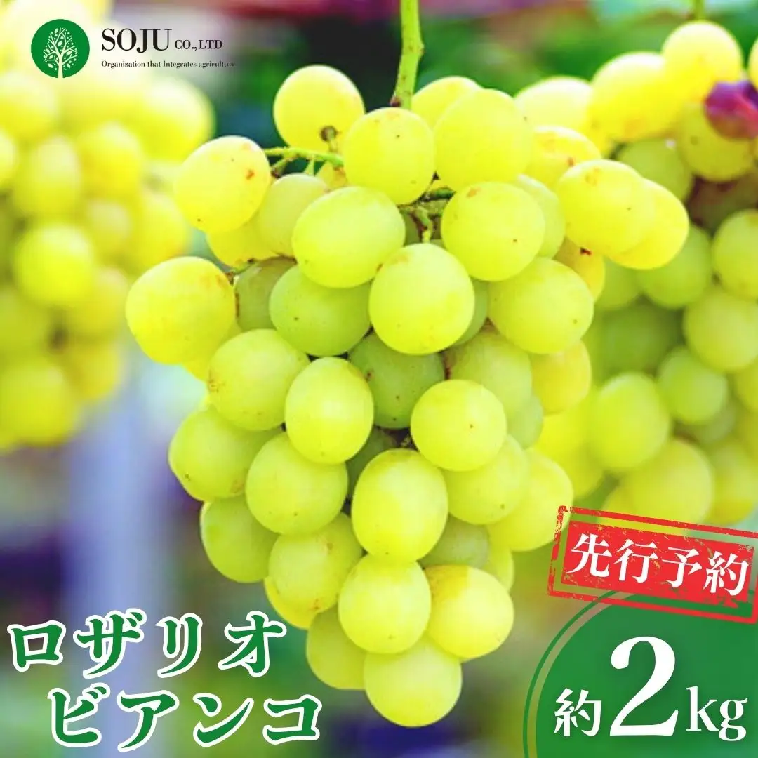 先行予約 ぶどう ロザリオビアンコ 約2kg 令和8年度 贈答用 新潟県 三条市産 [三条果樹専門家集団]【016P038】