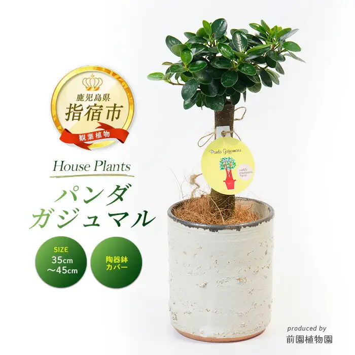 2026年1月中旬～発送【観葉植物】前園植物園 と 指宿 の 陶芸家 コラボ パンダガジュマル 35cm～45cm  陶器鉢 カバー入り 前園植物園 IB002-008 観葉植物 観葉植物 ※北海道・沖縄・離島配送不可