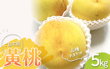 【先行予約 2026年度発送】フルーツ王国山形♪山形 黄桃 5kg ご自宅用 もも モモ 桃 ピーチ きもも おうとう フルーツ 果物 くだもの ギフト 甘い FSY-2552