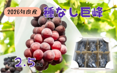 【2026年先行予約】訳あり巨峰 バラ房・バラ粒パック 約2.5kg 姫野農園 | 訳あり巨峰