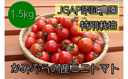 【令和8年産】特別栽培＆JGAP認証農場 かみふらの産朝採れミニトマト1.5kg 野菜 キャロル10 野菜ソムリエ 特別栽培農作物 1.5キロ 