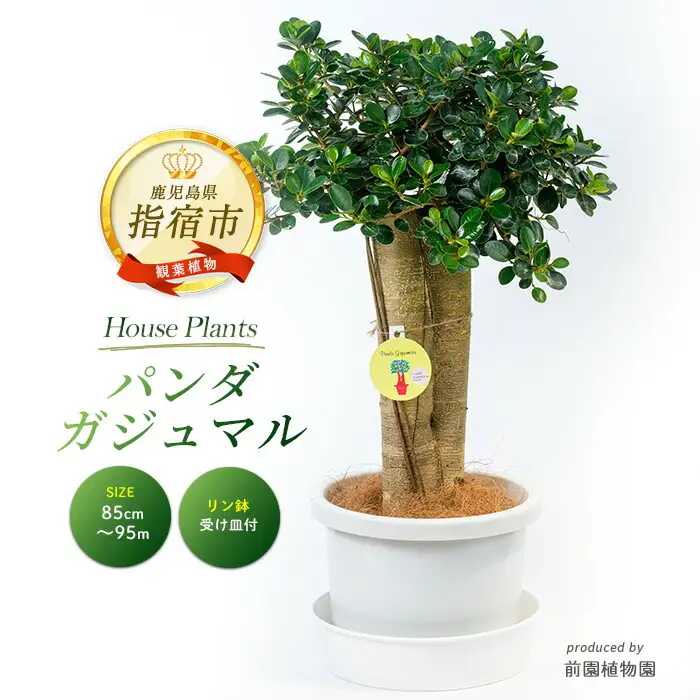 2026年1月中旬～発送【観葉植物】パンダガジュマル85cm～95cm リン鉢 前園植物園 IB002-010 観葉植物 ※北海道・沖縄・離島配送不可