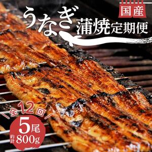 【定期便 12ヶ月】うなぎ 蒲焼 5尾  計800g 国産 うなぎ