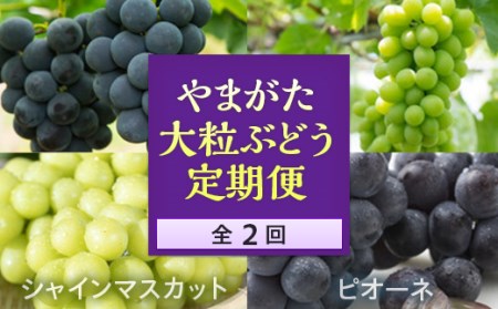 《2026年発送先行予約》やまがた大粒ぶどう定期便（全2回） ぶどう ブドウ 葡萄 デザート フルーツ 果物 くだもの 果実 食品 山形県 FSY-0105