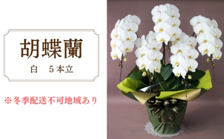 胡蝶蘭　白　5本立