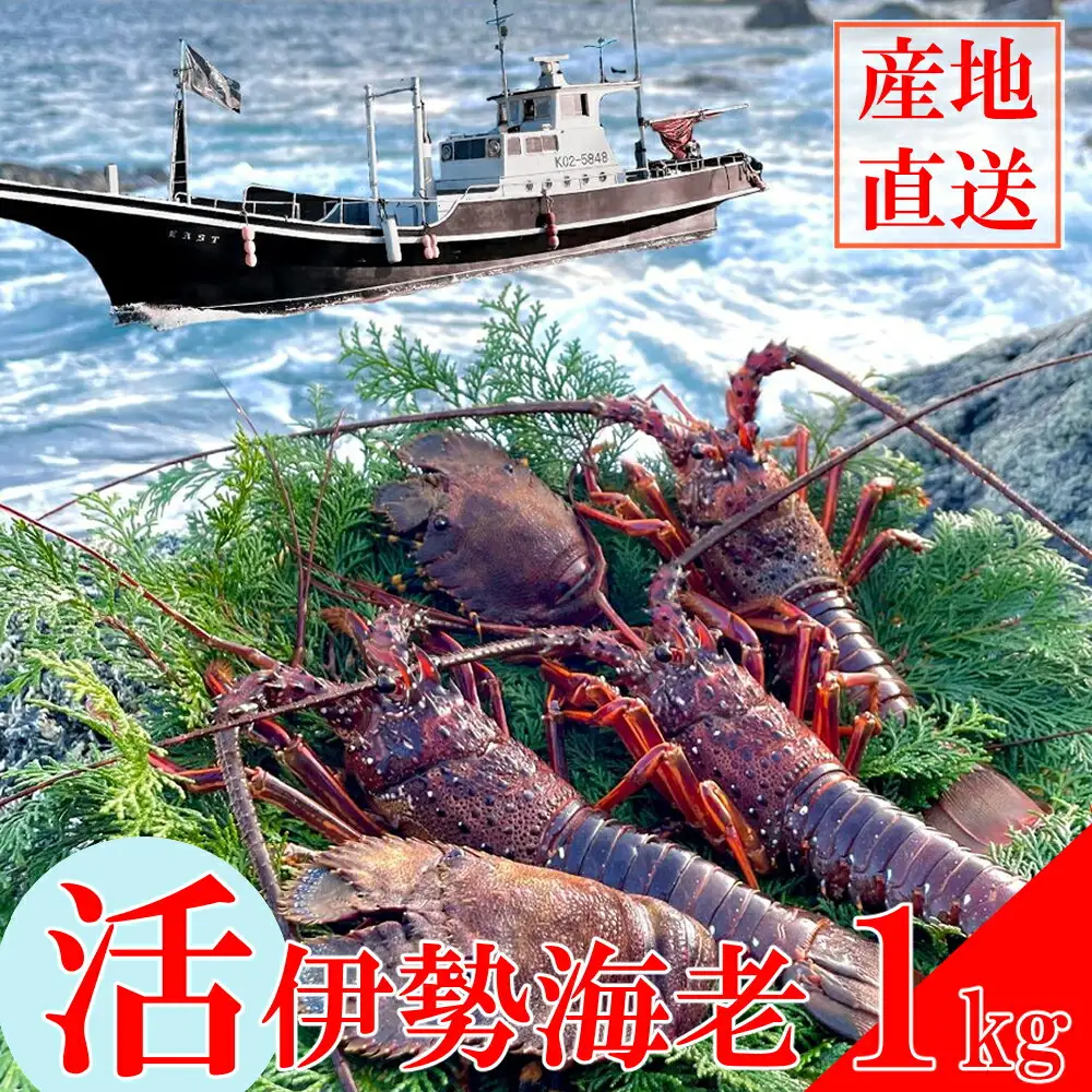 活伊勢海老 約1kg(2～3尾)【 イセエビ 伊勢海老 】