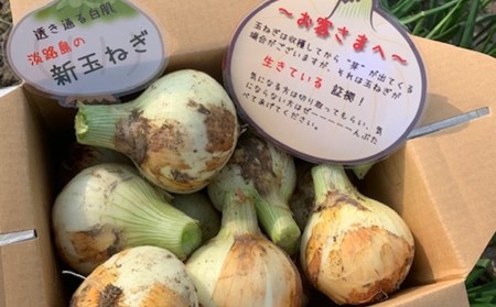 新玉ねぎ シャーロットオニオン 3kg　◆配送３月～６月