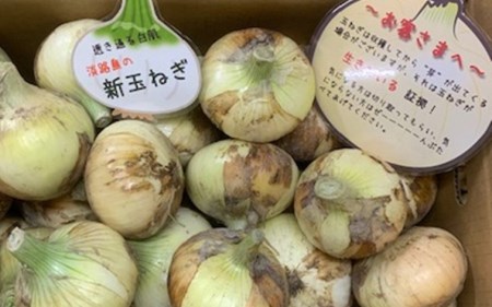 新玉ねぎ シャーロットオニオン 5kg　◆配送３月～６月