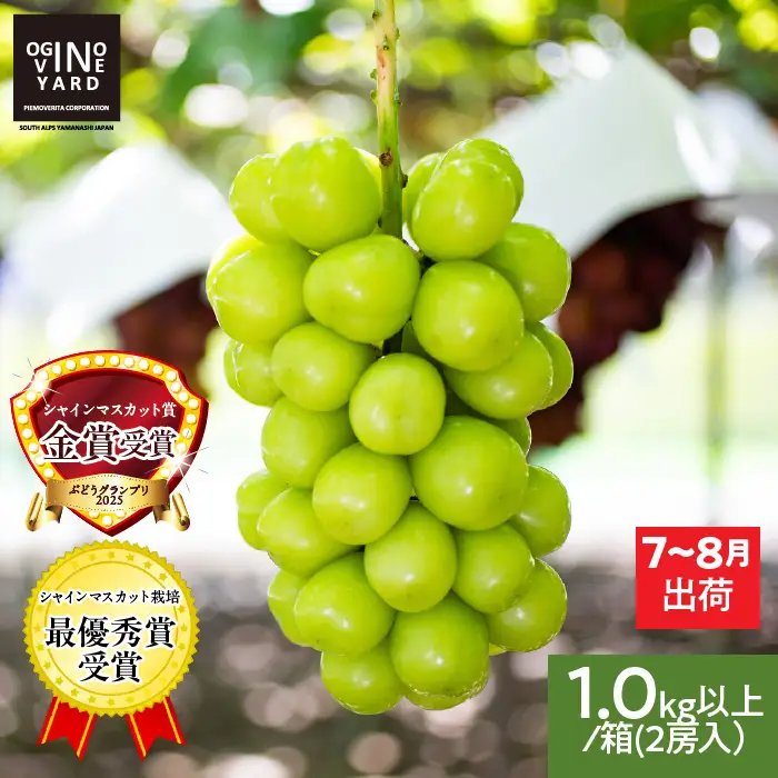 【2026年先行予約_7月上旬～発送】山梨県産早期出荷シャインマスカット １．０ｋｇ以上／箱 ２房入 ALPAK009｜ シャインマスカット