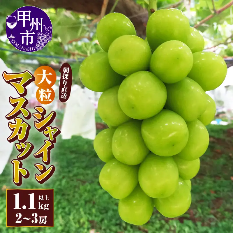 【朝採り直送】大粒シャインマスカット（種無し）1.1kg以上（3Lサイズ2～3房）【2026年発送】（AF）B18-411 シャインマスカット フルーツ