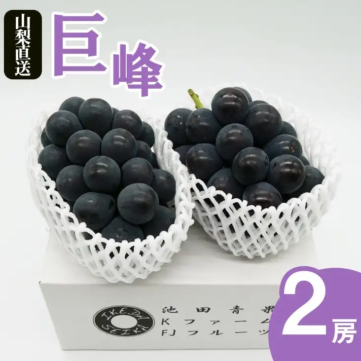 厳選 池田青果 巨峰 1.0kg以上 2房入り【2026年発送】（IS）B-468 巨峰 フルーツ