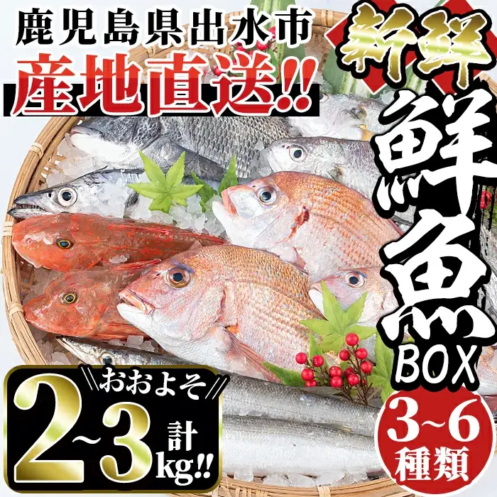 i580 出水の鮮魚おためしBOX(約2～3kg程度・3～6種類) 魚 鮮魚 鹿児島県 出水近海 お寿司 煮付 料理 旬 何が届くかはお楽しみ【出水はやし】