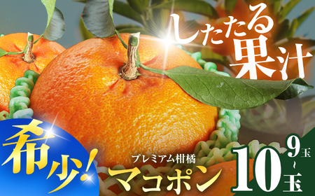 先行予約】【数量限定】 紅モンスター マコポン 10～12玉 | フルーツ
