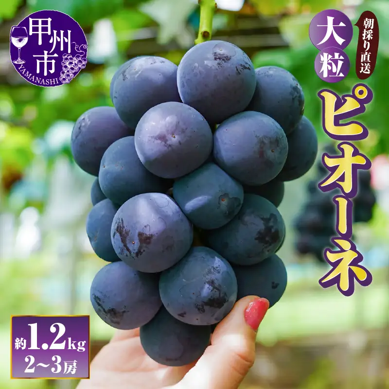 【朝採り直送】大粒ピオーネ（種無し）約1.2kg（2～3房）【2026年発送】（AF）B-451 ピオーネ フルーツ