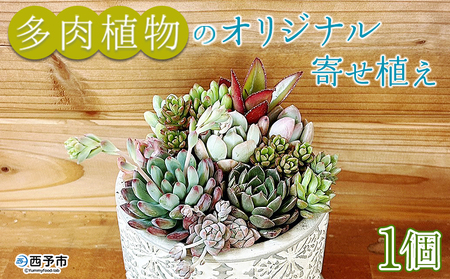 自家生産 多肉植物のオリジナル寄せ植え（約10種類） NOJ0001 | 愛媛県