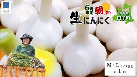 令和8年産朝採り直送！田子（たっこ）生にんにく約1kg（青森県田子町産にんにくM～Lサイズ混合）