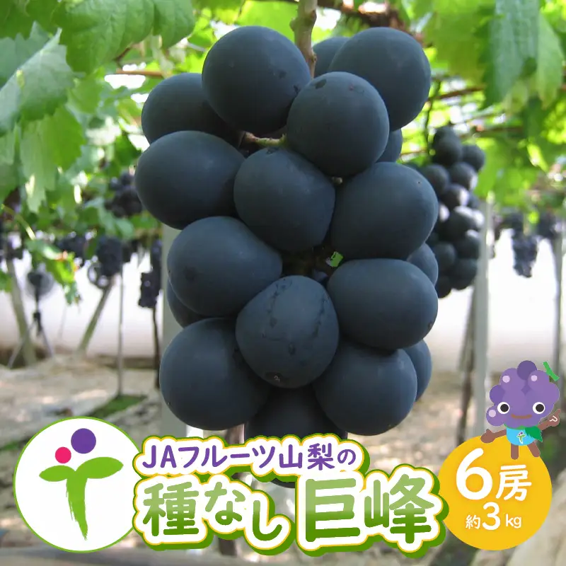 JAフルーツ山梨 甲州市産種なし巨峰6房【100】【2026年発送】C-107 巨峰 フルーツ