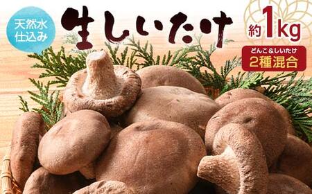 天然水仕込み生しいたけ 2種混合 約1kg 農家直送 生しいたけ 椎茸 どんこ 混合 ミックス ご当地 グルメ 食品 F6L-1072