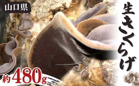 【6月～11月発送】生きくらげ 約480g きくらげ キクラゲ 木耳 料理 ご当地 グルメ 食品 F6L-656