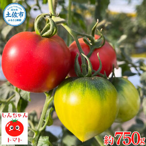 【先行予約】フルーツトマト しんちゃんトマト 糖度9度以上 約750g (小?大玉サイズ/10〜20個) 高知県土佐市 【横山真吾】 [BQCG001]