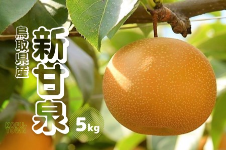 梨 新甘泉 約5kg 9～18玉前後 先行予約 2026年秋収穫分 鳥取県産 しんかんせん なし5キロ TM28 0684