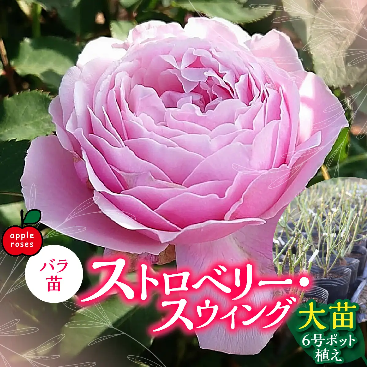 【Apple Roses】バラ苗『ストロベリー・スウィング』大苗6号ポット植え  HNNH013