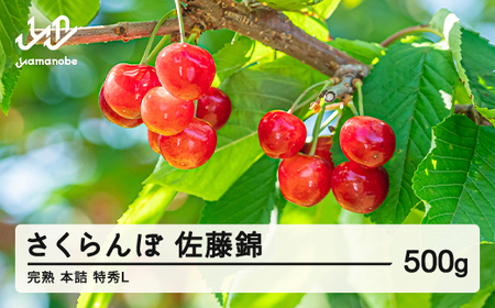 《先行予約》2026年 山形県産 さくらんぼ 佐藤錦 500g 特秀L 朝採り 完熟 本詰 サクランボ フルーツ 果物 F20A-018