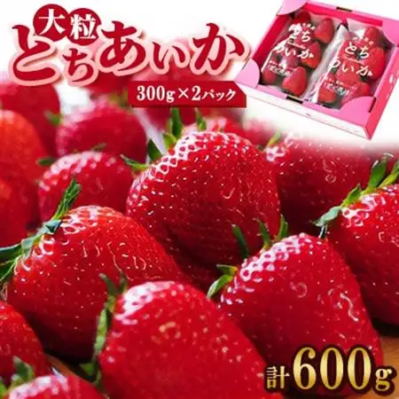 【春イチゴ】 大粒『とちあいか』(300g×2パック)_果物・フルーツ いちご  イチゴ 苺_【配送不可地域：離島・沖縄県】【1284042】