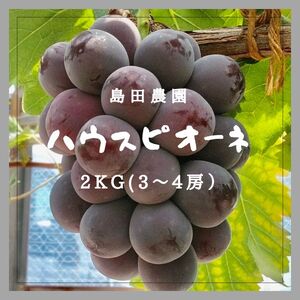 島田農園　ピオーネ2kg（3房～4房入り）【令和8年8月中旬頃発送！予約受付中】【A-78】