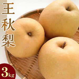 【先行予約】王秋梨 3kg前後 ※2026年10月下旬～12月上旬頃に順次発送予定 【梨 なし 果物 フルーツ くだもの 鳥取県産 北栄町 おすすめ 人気】