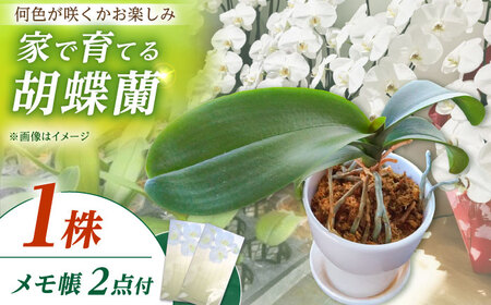 【家で育てる！】 胡蝶蘭 の苗 1株と 胡蝶蘭柄のメモ帳2つ  胡蝶蘭 洋蘭 苗[BDAB002]