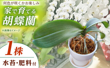 【家で育てる！】胡蝶蘭を育てようセット (苗、水コケ、肥料)  胡蝶蘭 洋蘭 苗 [BDAB003]