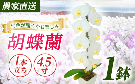 胡蝶蘭 1鉢【1本立ち4.5寸胡蝶蘭】 [BDAB004]