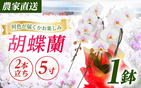 胡蝶蘭 1鉢【2本立ち5寸胡蝶蘭】  [BDAB005]