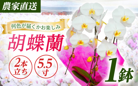 胡蝶蘭 1鉢【2本立ち5.5寸胡蝶蘭】  [BDAB006]