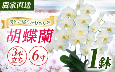 胡蝶蘭 1鉢【3本立ち6寸胡蝶蘭】 [BDAB007]