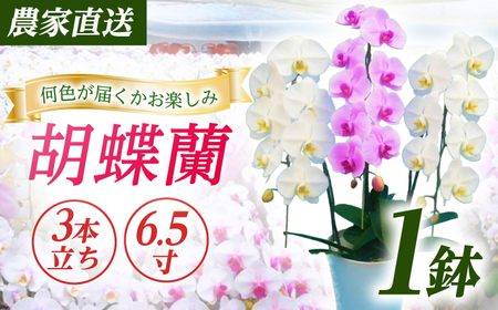 胡蝶蘭 1鉢【3本立ち6.5寸胡蝶蘭】 [BDAB008]