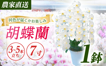 胡蝶蘭 1鉢【3~5本立ち7寸胡蝶蘭】 [BDAB009]