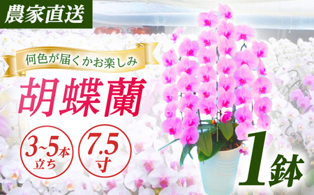 胡蝶蘭 1鉢【3~5本立ち7.5寸胡蝶蘭】 [BDAB010]