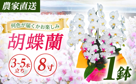 胡蝶蘭 1鉢【3~5本立ち8寸胡蝶蘭】 [BDAB011]