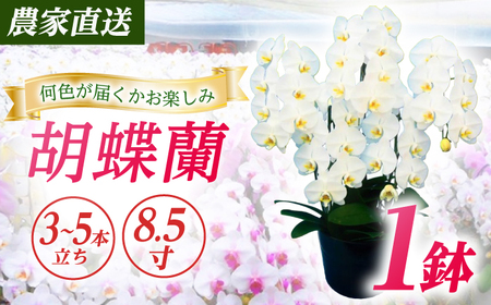 胡蝶蘭 1鉢【3~5本立ち8.5寸胡蝶蘭】 [BDAB012]