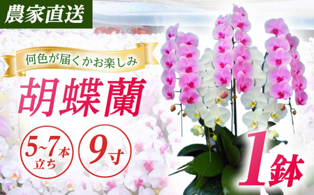 胡蝶蘭 1鉢【5~7本立ち9寸胡蝶蘭】 [BDAB013]