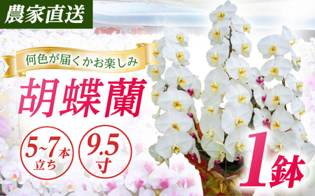 胡蝶蘭 1鉢【5~7本立ち9.5寸胡蝶蘭】 [BDAB014]
