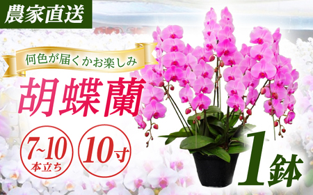 胡蝶蘭 1鉢【7~10本立ち10寸胡蝶蘭】 [BDAB015]