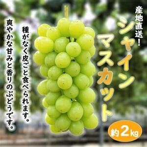 ぶどう シャインマスカット 約2kg 産地直送 ぶどう